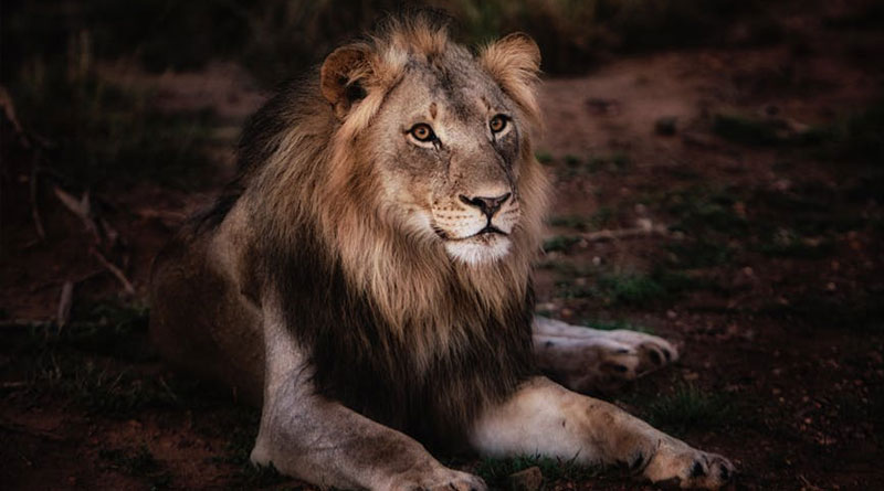 5 Best Insider Tricks to Help Wild-Animal 5 Best Insider Tricks to Help Wild-Animal