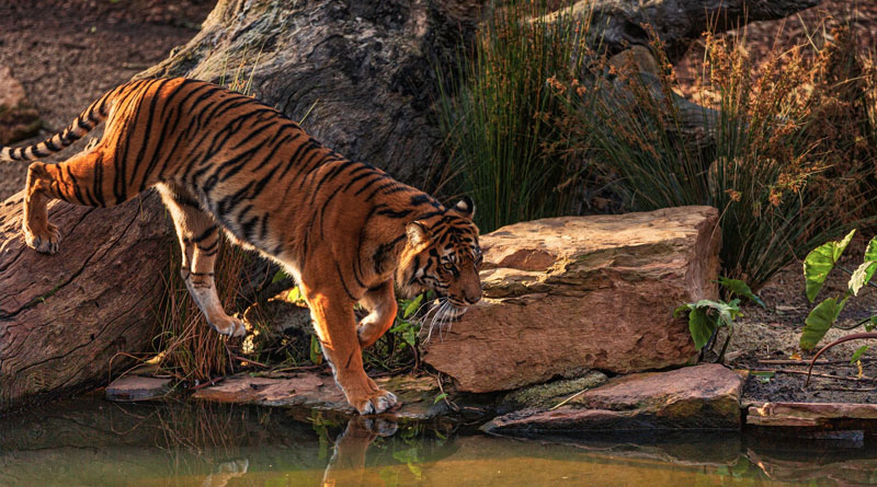 The tiger ‘gift’ that horrified Polish rescuers The tiger ‘gift’ that horrified Polish rescuers